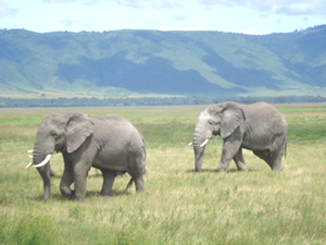 Elephants 