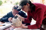 Veronica Donahue (right) examines a human skull with Kela Qendro (left), an assistant to the director of Butrint National Park, Ani Tare.