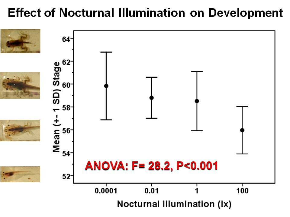 Effect of night lighting on frog development