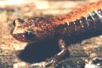 The red-backed salamander, Plethodon cinereus