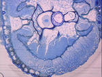 Salamander Tail Cross Section