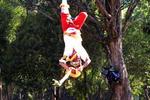 volador