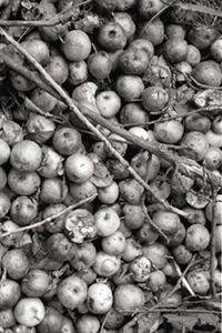 Apples