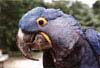 Macaw at the Utica Zoo