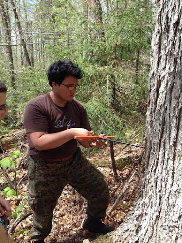Gabe coring a tree.