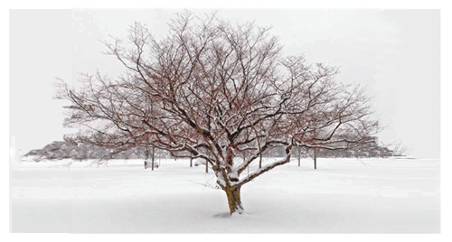 Planned Giving at Utica College