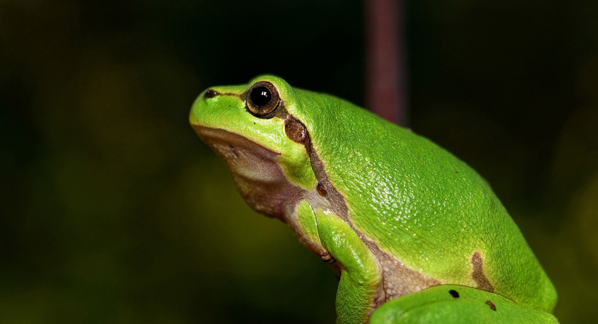 Green Frog for Sciences 1