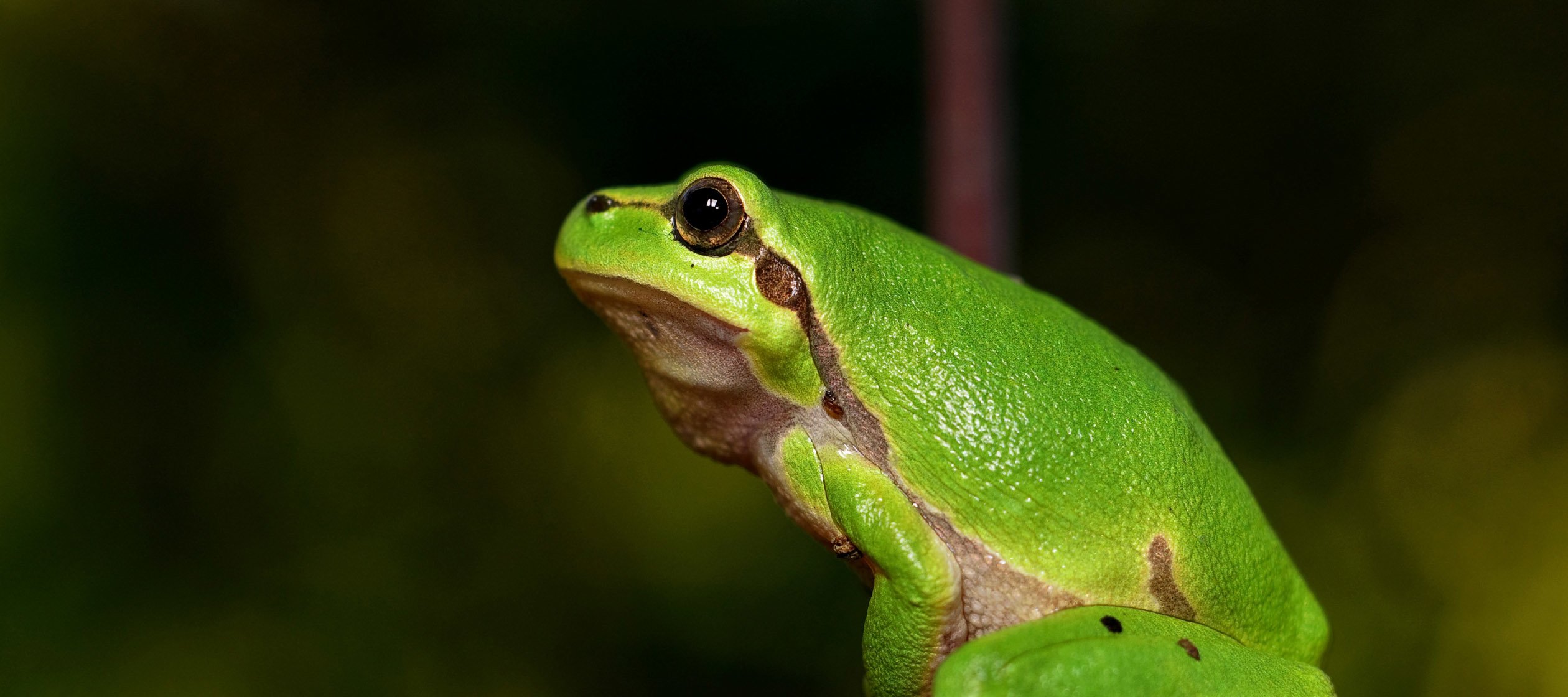 Green Frog - Sciences