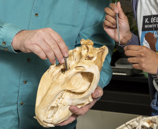 Teaching Animal Behavior Student Teacher Interaction