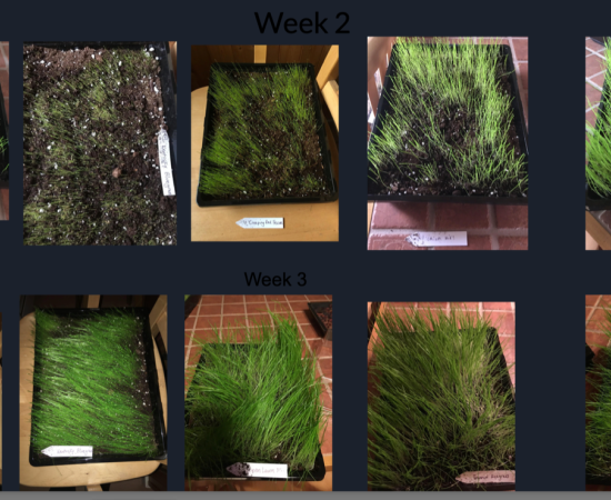 Stages of a plant experiment.