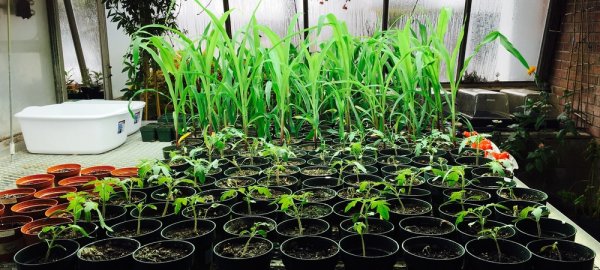 Truvia Plants from Sweetener Research
