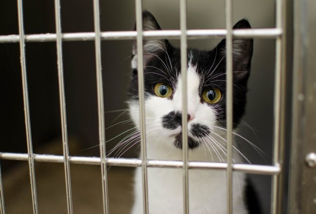 Black and white cat in a cage or carrier, looking at you.