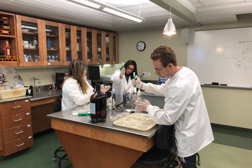 Jennifer Liu - Sarah Mirza and Evan Vescio work on UC bacteria