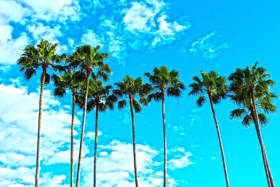 Palm Trees