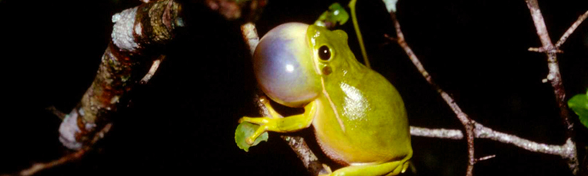 Video Tracking of Salamander Activity